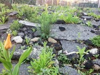 L’artificialisation des sols aggrave le problème de la chaleur