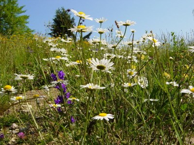 Renforcer la biodiversité dans les Alpes
