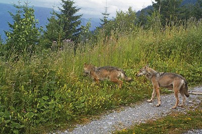 Leben mit Grossraubtieren in den Alpen