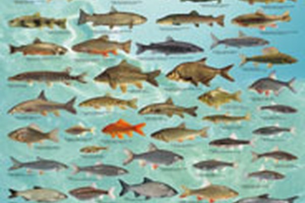 Bemühungen um die Fische in den Alpen