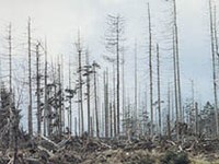 Schutzwirkung von Wäldern nach Borkenkäferbefall