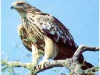 Partnerschaft zwischen Alpen und Karpaten