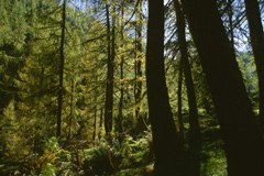 Frankreich: Programm für tausend neue kommunale Holzheizungen