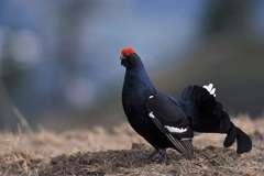 Wildtiere durch Wintersport bedroht