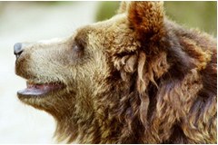 Managementplan für Braunbären