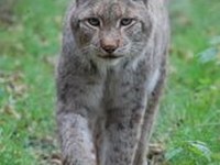 Grossraubtiere nicht überall willkommen