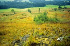 "Allgäuer Moorallianz" Gewinnerin des Bundeswettbewerbs für Naturschutzgrossprojekte