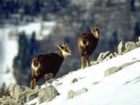 Neue Publikation: Mountain Biodiversity and Climate Change