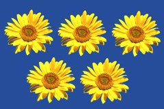 Vorarlberg und Liechtenstein - Bewerbung um die olympischen Jugendspiele 2015