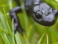 Was haben die Julischen Alpen/Sl und der Berg Le Salève/F gemeinsam?