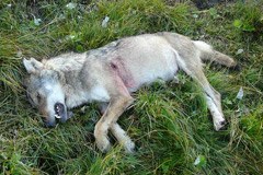 Nein zur Einwanderung des Wolfs im Wallis