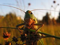 Sur/CH und Krumbach/A mit Binding-Preis ausgezeichnet