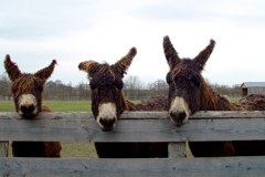 Auf den Esel gekommen