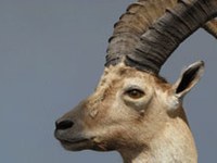 Steinbock wird nicht geschossen