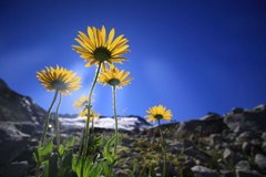 Pflanzen leiden unter Klimawandel