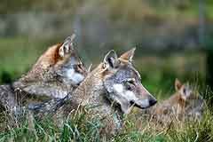 Wolf: Frankreich will abschiessen, Schweiz feiert Nachwuchs