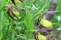 Österreich soll seine Alpen besser schützen
