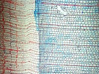 Klimawandel: früher Frühling, später Herbst