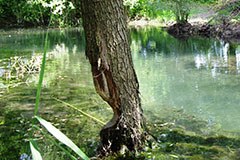 Biberland Liechtenstein