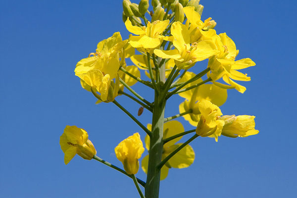 Gentechnik: Unheimlicher Passagier in den Alpen