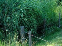 Erste Pflanzen-Kläranlage für alpine Schutzhütte