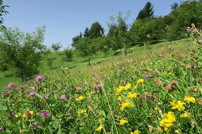Bestäuber: Unersetzlich für die Landwirtschaft