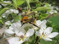 «Blumen sind die Tankstellen der Bienen»