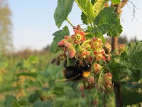Die Königin der Insekten