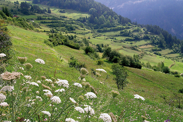 Ein regionales Austauschsystem