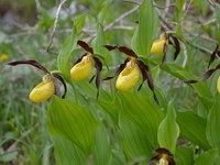 Film „Berghexen und Feuersalamander“
