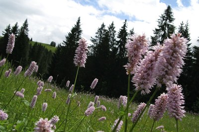 Gold und Diamanten für die Biodiversität