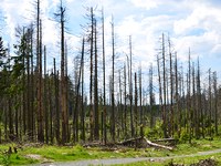 Heisshunger auf Wald