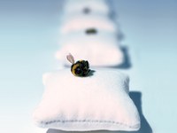 Kleine Biene, grosse Wirkung