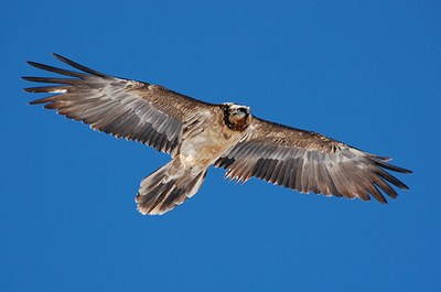 Küken in Frankreich und Österreich