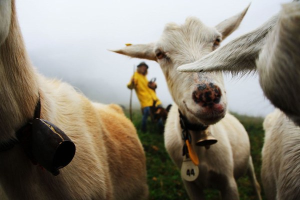 Nutztiere und Wölfe schützen – aber wie?