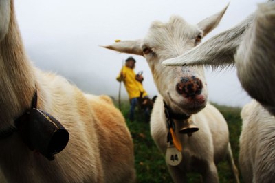 Nutztiere und Wölfe schützen – aber wie?