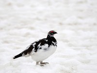 Weniger Lebensraum, andere Zugrouten