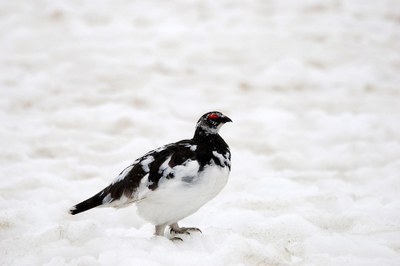 Weniger Lebensraum, andere Zugrouten