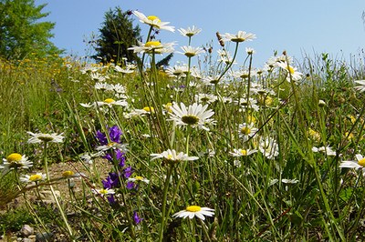 Wie effizient schützt die EU die Natur?