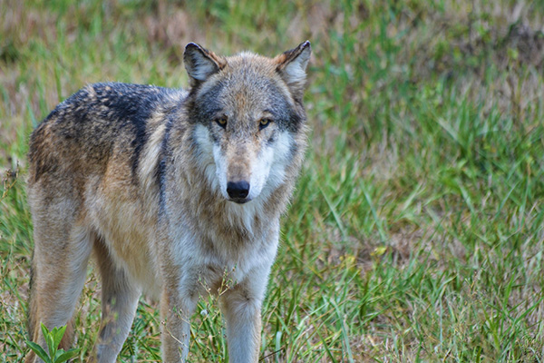 Wolf erneut unter Beschuss