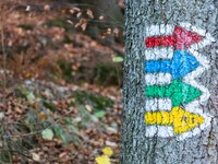 Waldbesuche im Fokus #2