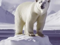 Was steckt hinter unseren Klimaschutzausreden?