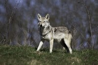 Chacal doré, renard et martres