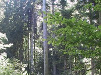 From timber construction to hay wraps - Besides natural resources people's skills and commitment are the Alps' real wealth