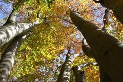 Extremes of climate affect spread of tree species
