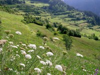 Fire for the flowering meadows