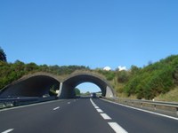 Linking-up the German roads for animals and for a better traffic safety