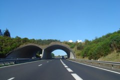 Linking-up the German roads for animals and for a better traffic safety