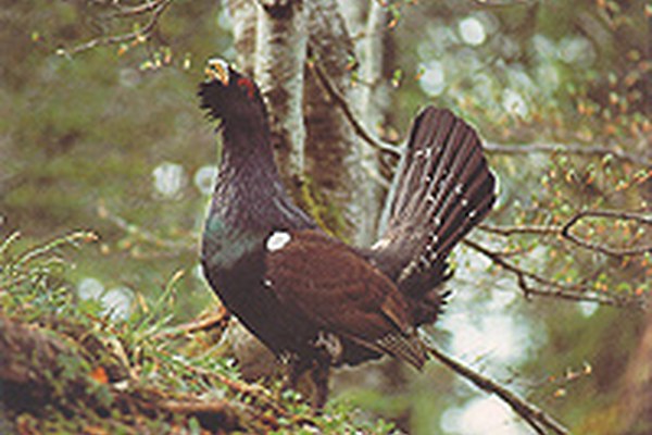 Benefit for wood picker, capercaillie and co.