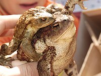 Better ecological corridors and fewer accidents involving animals on Swiss roads